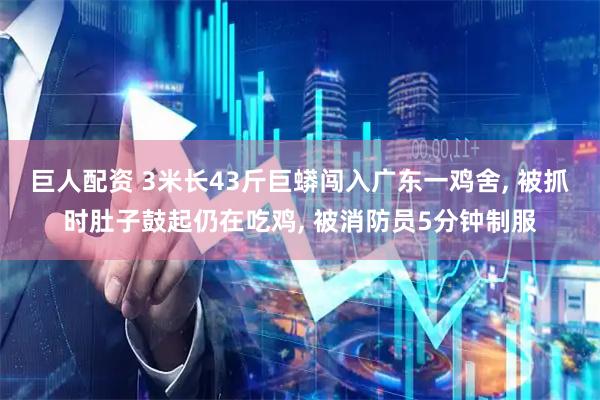 巨人配资 3米长43斤巨蟒闯入广东一鸡舍, 被抓时肚子鼓起仍在吃鸡, 被消防员5分钟制服